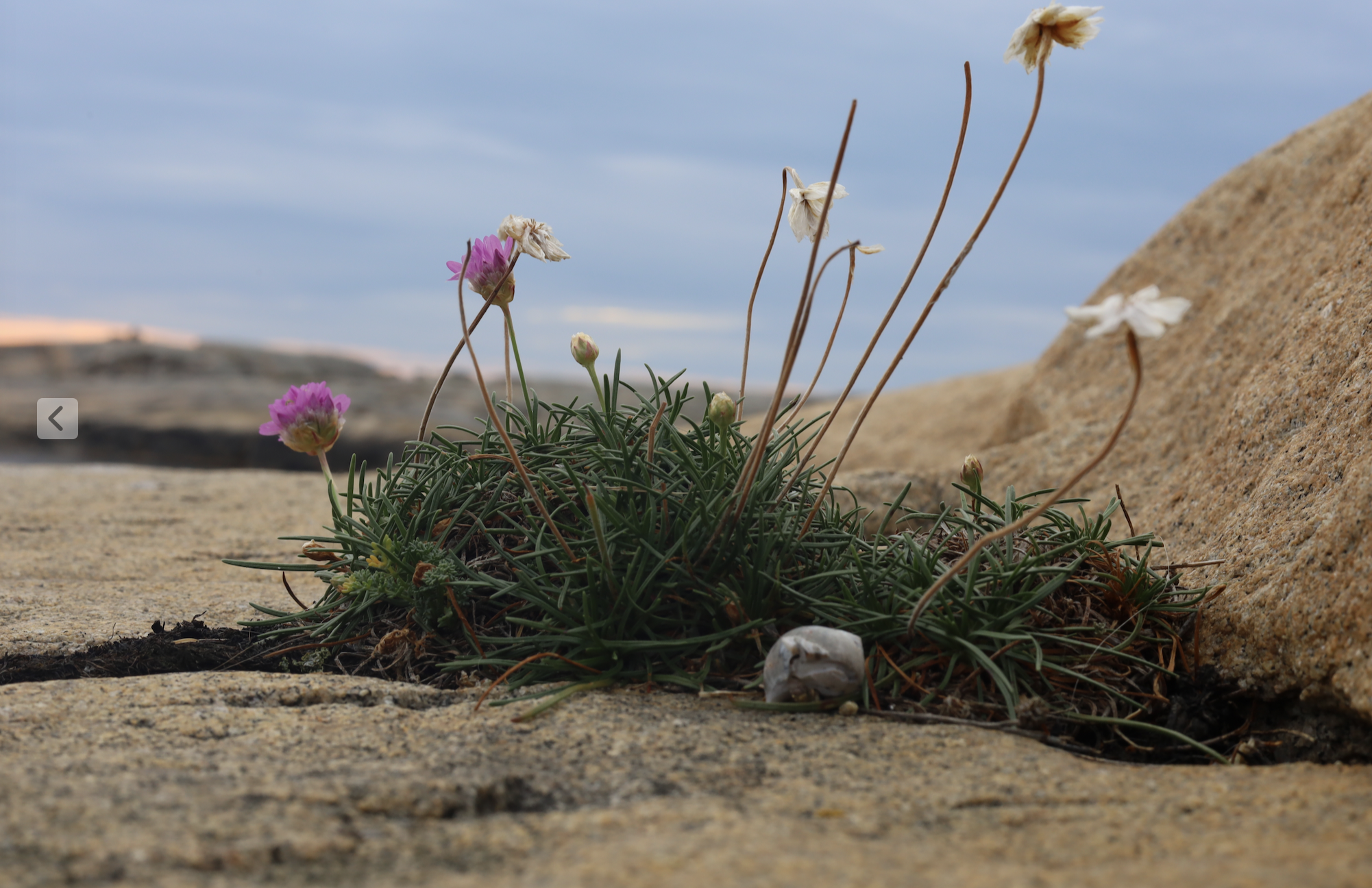 Patrik Hernwall image